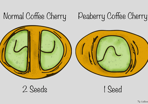 Peaberry versus Normal Cherry