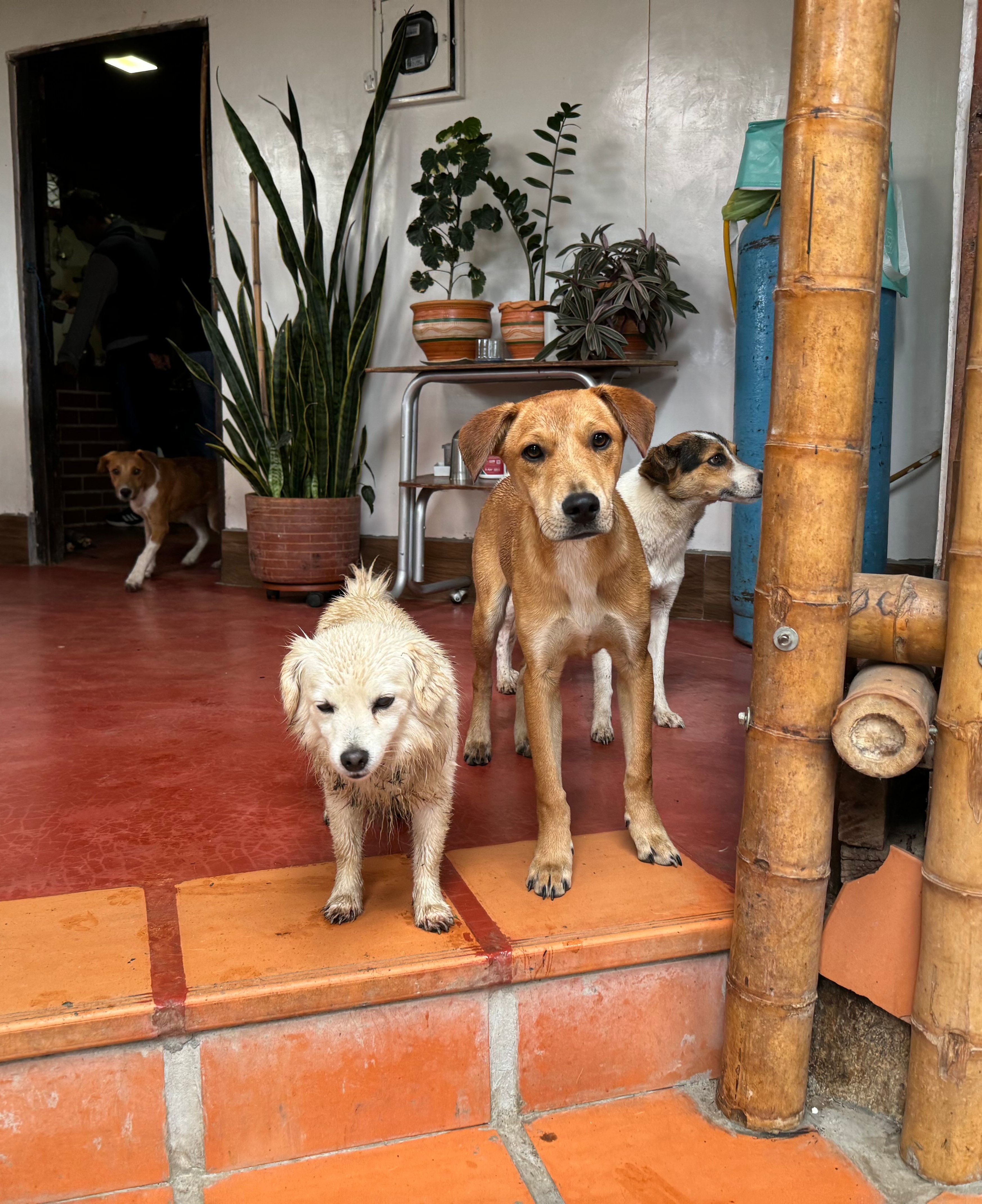 coffee dogs of el casino