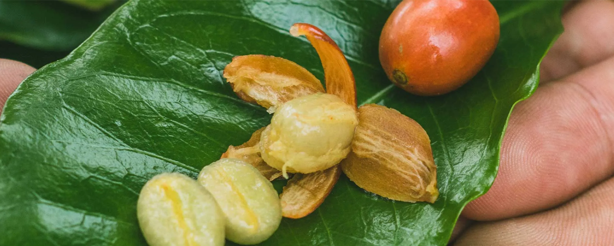 Pink Bourbon close-up